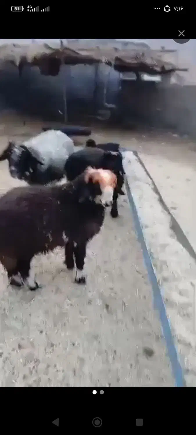 گوشت بره قصابی جلوی مشتری|حیوانات مزرعه|اهواز, منبع اب|دیوار