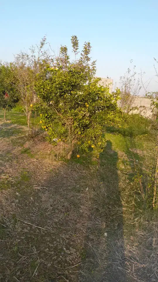 باغ مرکبات|فروش زمین و ملک کلنگی|هادی شهر, |دیوار