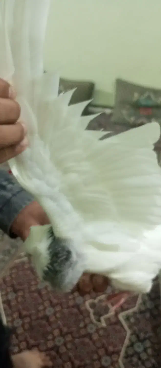 شادگان|پرنده|شادگان, |دیوار