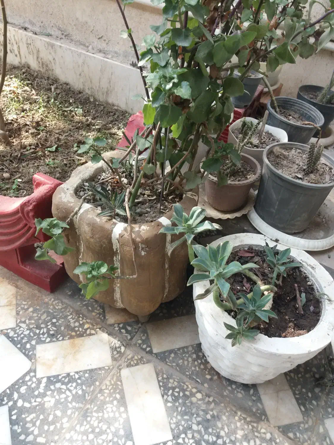 ساخت‌انواع‌گلدان‌سیمانی‌وسرامیکی|صنایع دستی و سایر لوازم تزئینی|بندر ترکمن, |دیوار