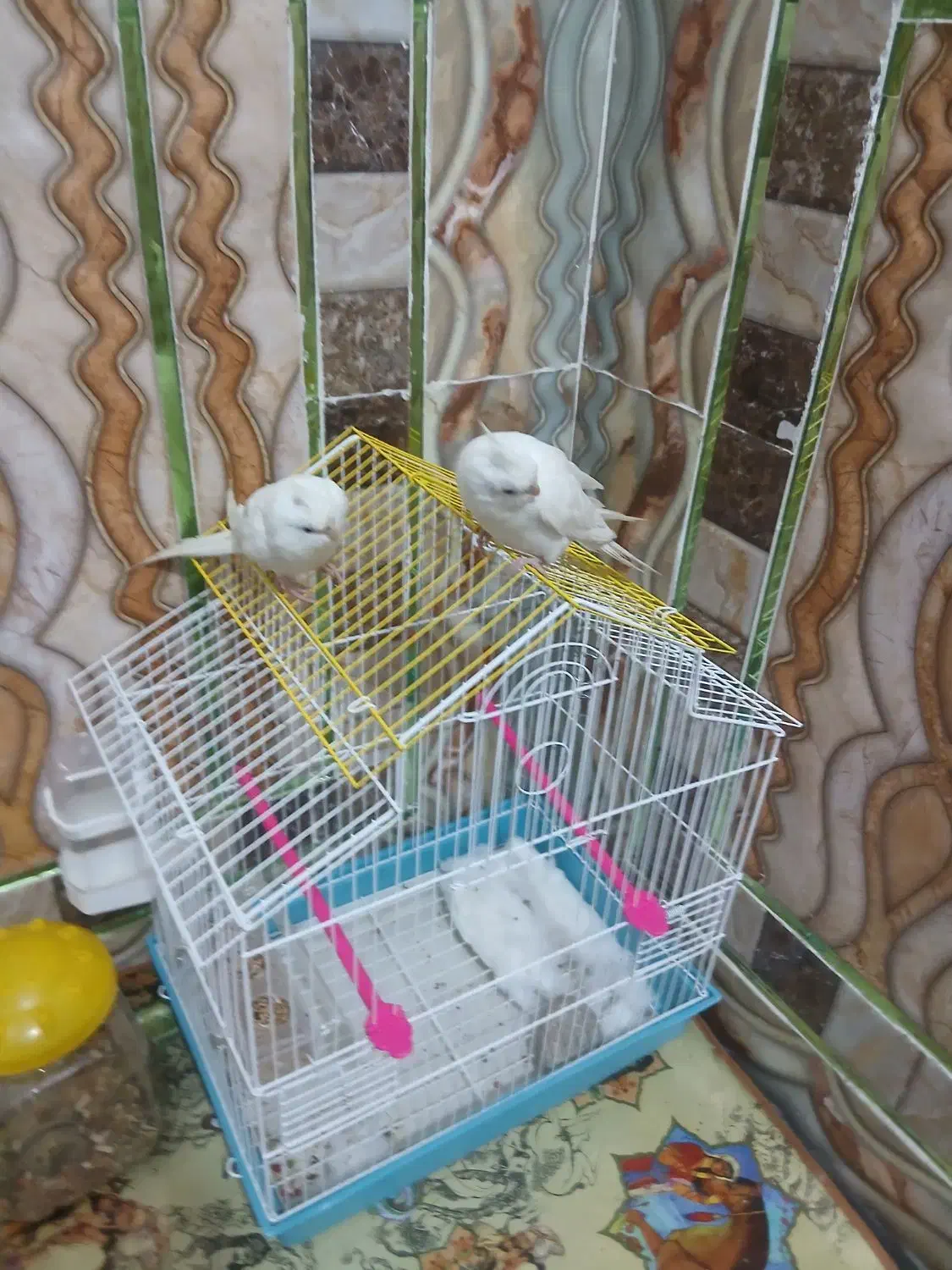 پرنده زینتی|پرنده|خاش, |دیوار