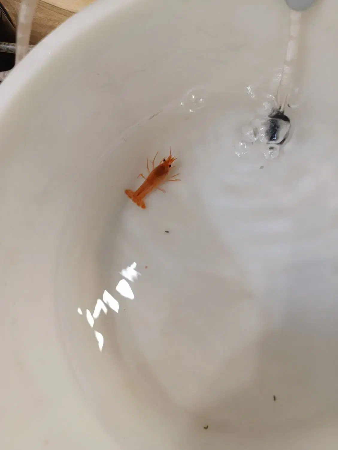 لابستر|ماهی|تهران, آهنگران (سراسیاب دولاب)|دیوار