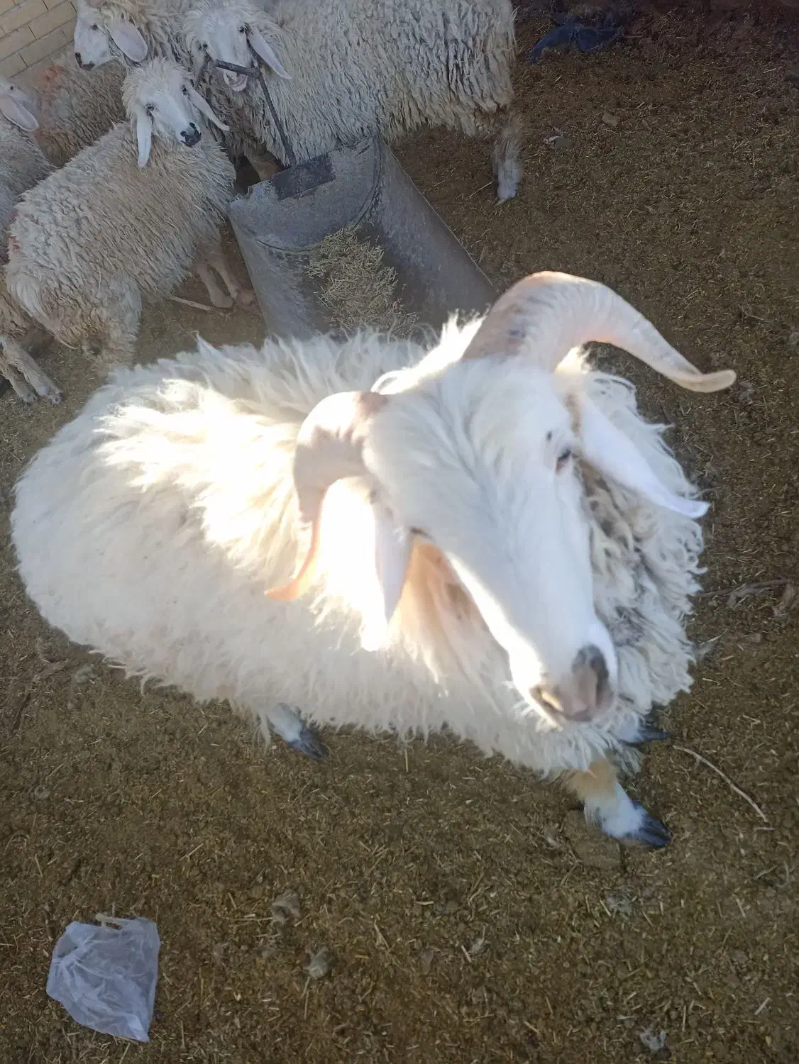 بره نر و ماده.سبک.بردسیر|حیوانات مزرعه|بردسیر, |دیوار