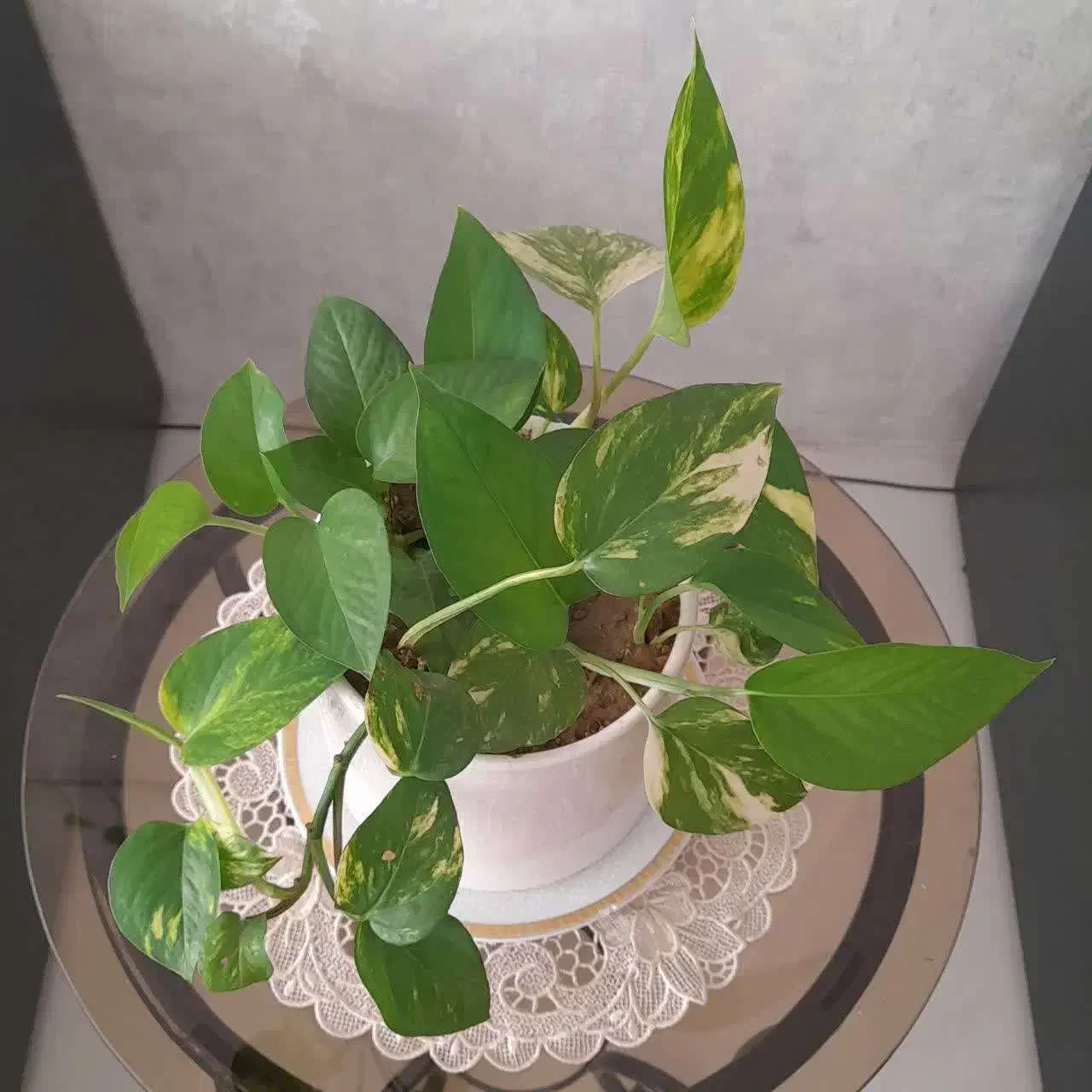 گل پتوس زیبا|گل و گیاه طبیعی|مشهد, امیریه|دیوار