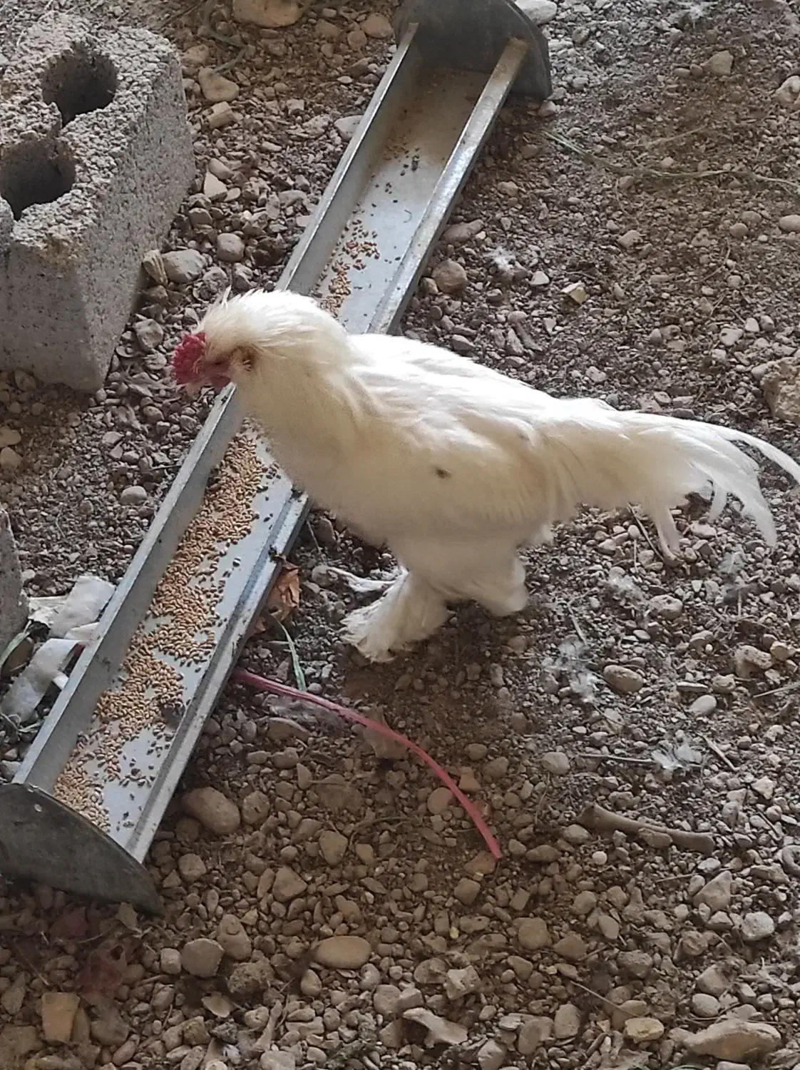 خروس گلین و مرندی سفید|حیوانات مزرعه|نجفآباد, مزرعه طالب|دیوار