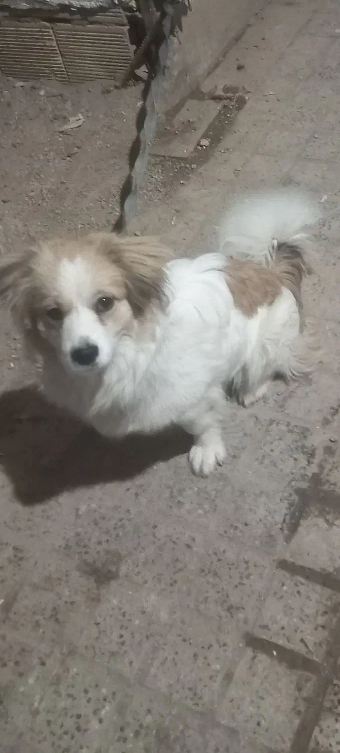 سگ اشپیتز،دوساله|سگ|شهرکرد, |دیوار