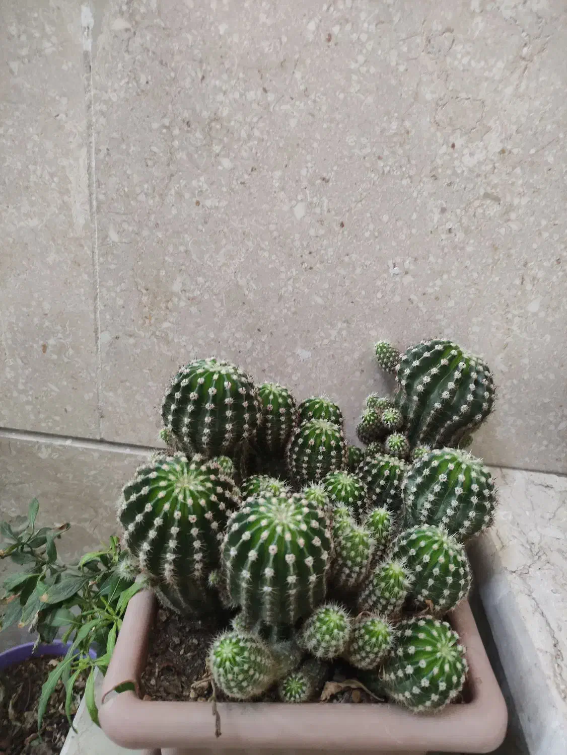 گل کاکتوس|گل و گیاه طبیعی|کرج, شهرک ولیعصر|دیوار