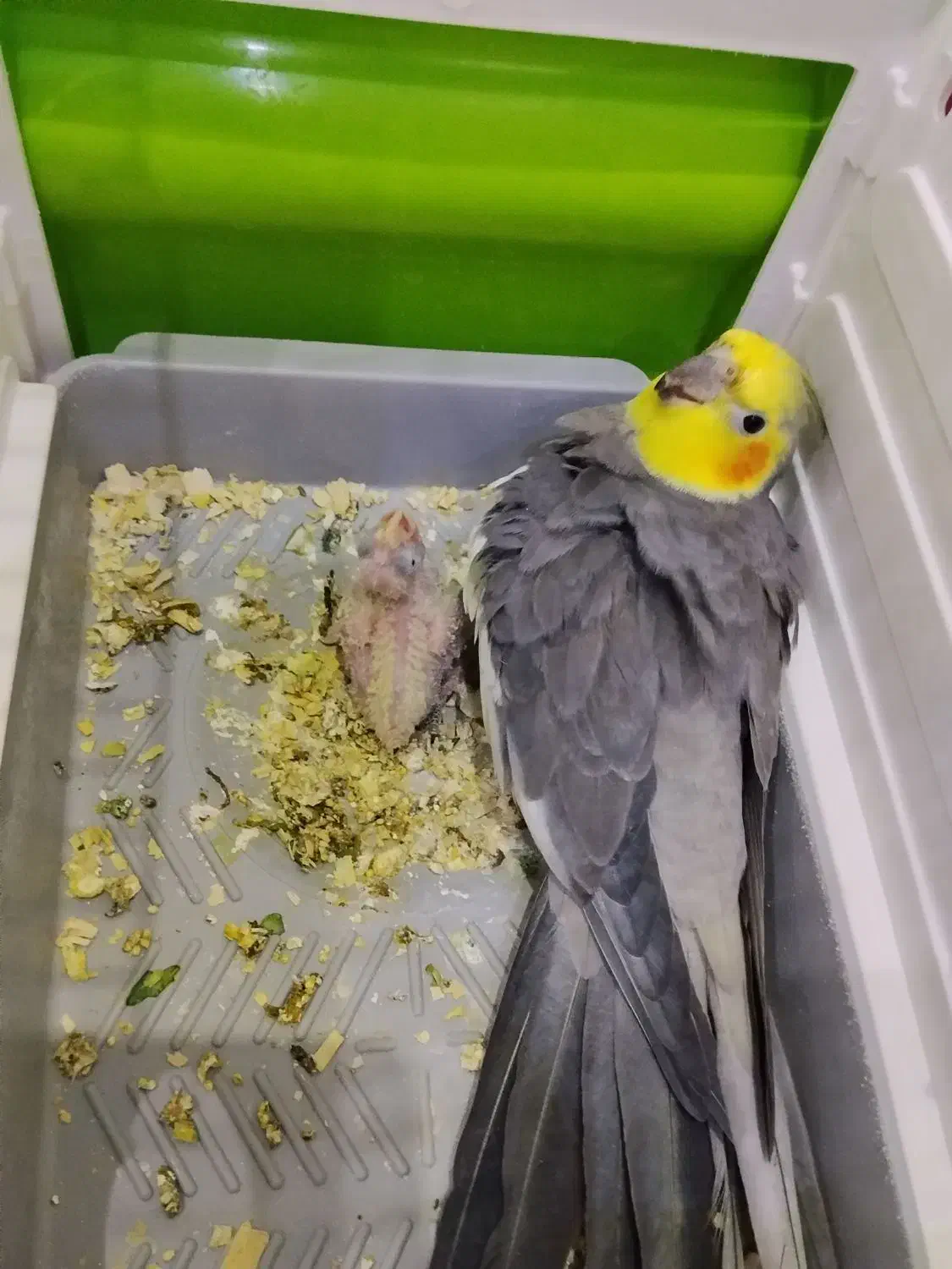 عروس هلندی نر بالغ|پرنده|گرمسار, |دیوار