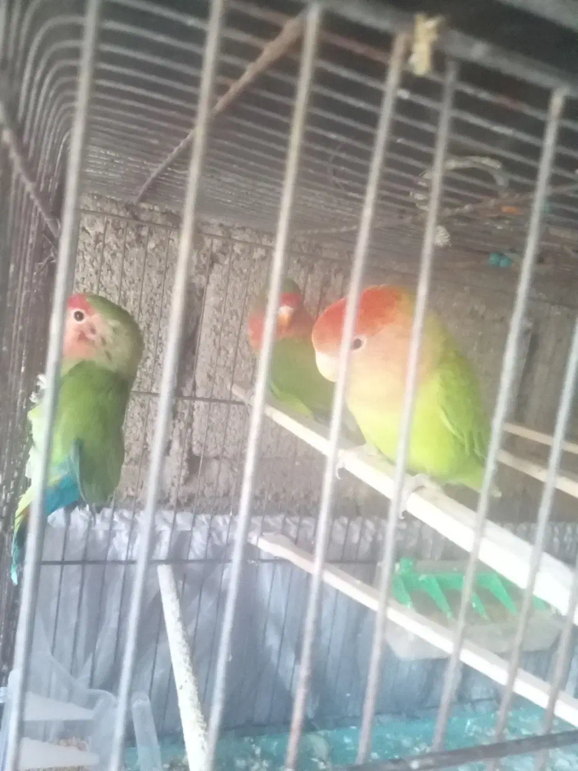 ی جفت طوطی برزیلی با جوجه|پرنده|گیلان غرب, |دیوار