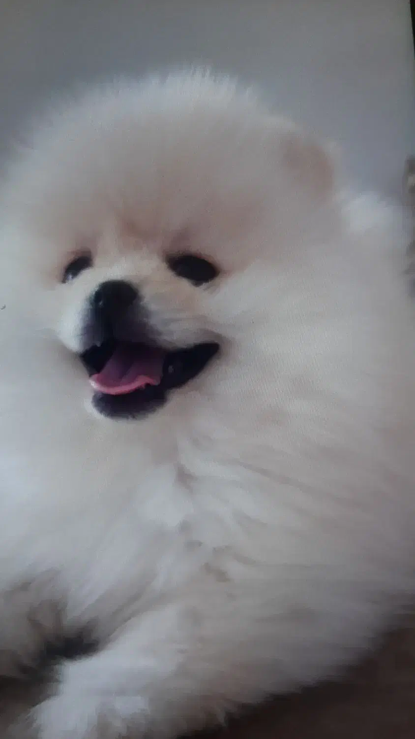 توله پامرانین نر خرسی اصیل ۲ماهه|سگ|کرمانشاه, |دیوار