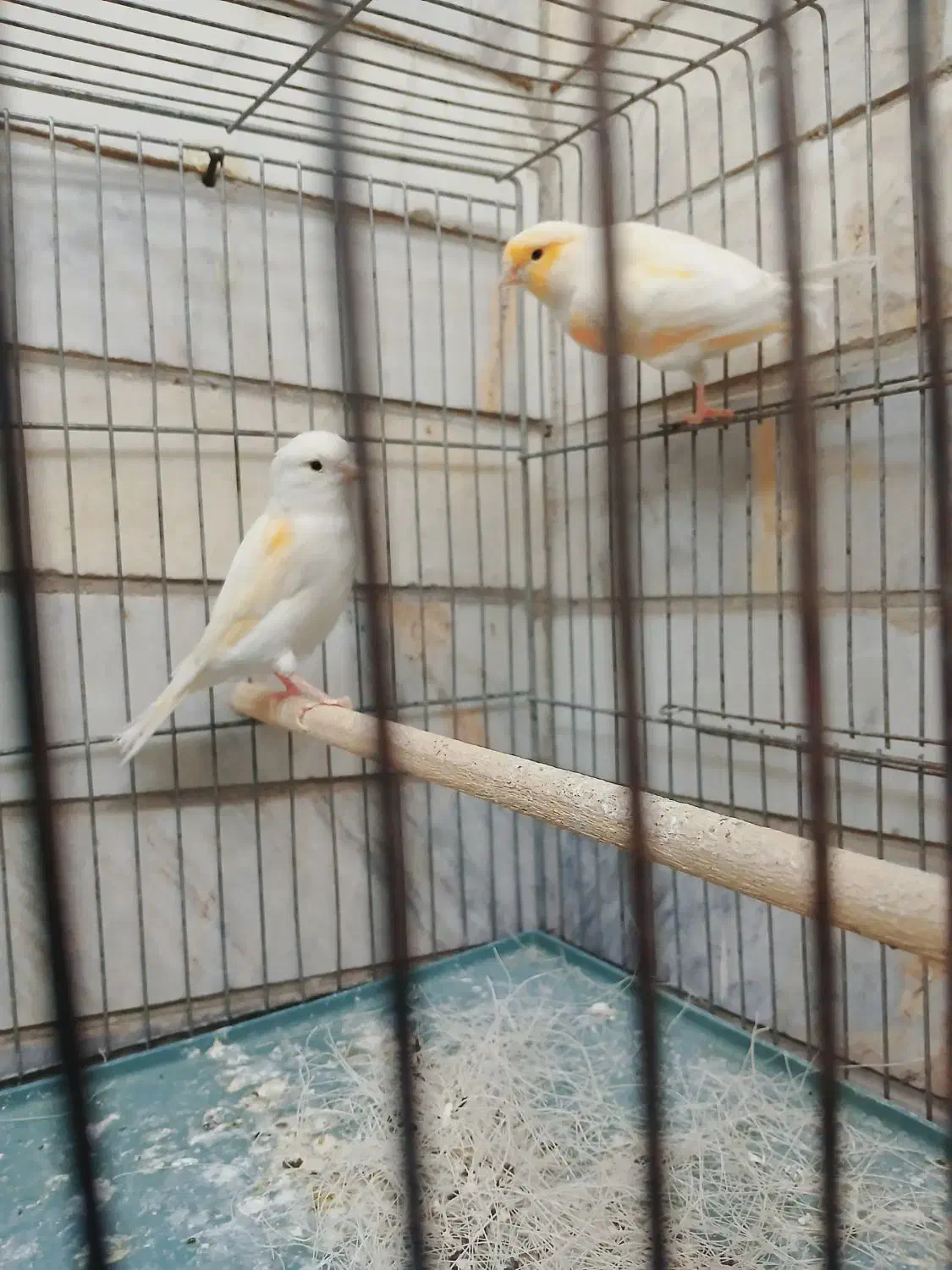 قناری جفت،  سهره ،سهره خاکی|پرنده|شاهین‌شهر, عطار|دیوار