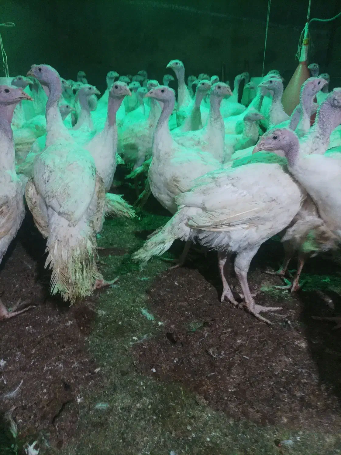 بوقلمون ۶ تا ۸ کیلو|حیوانات مزرعه|سبزوار, جهاد کشاورزی|دیوار