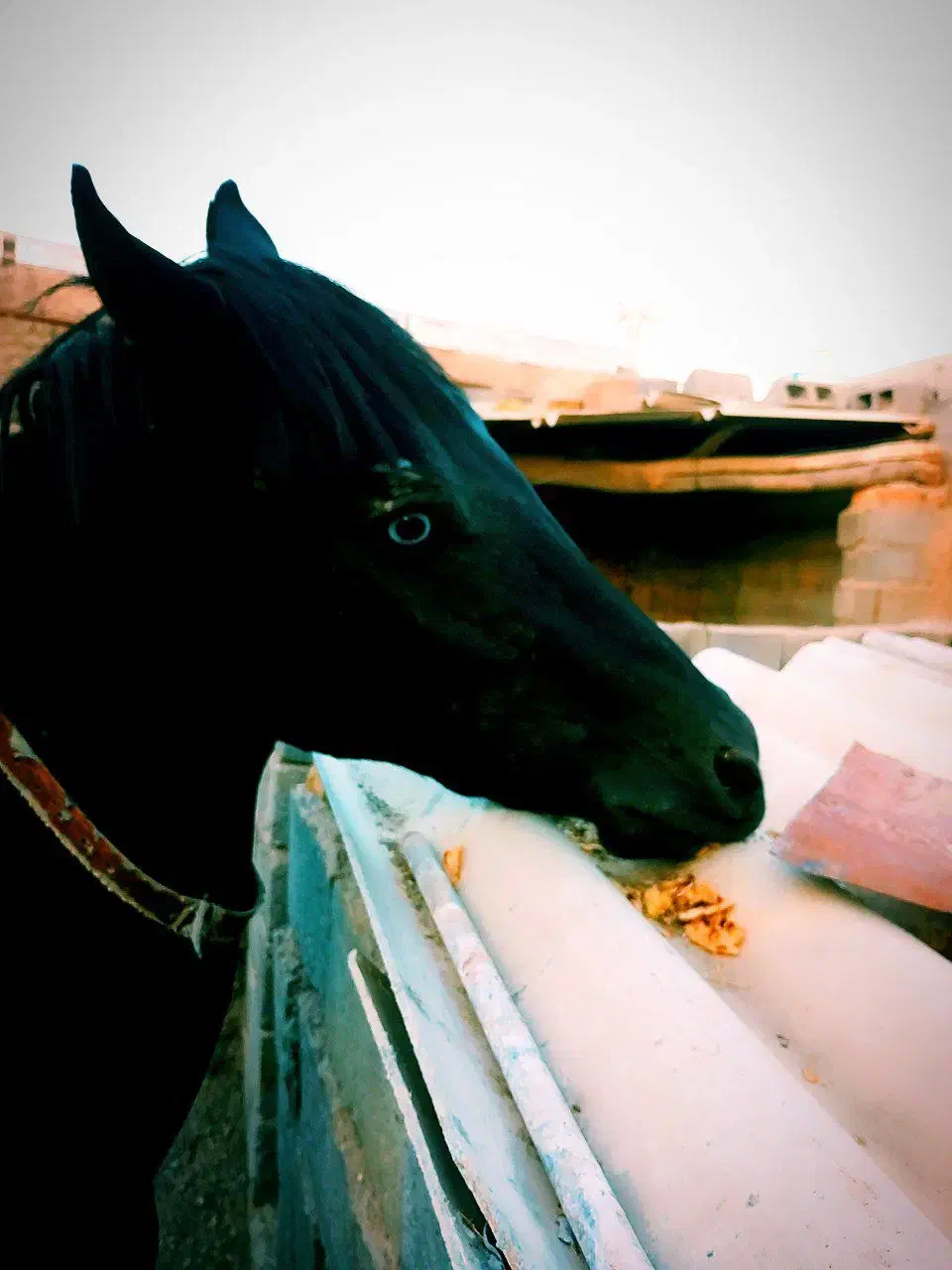 کره اسب نریان یورقه|اسب و تجهیزات اسبسواری|مشهد, گلشور|دیوار