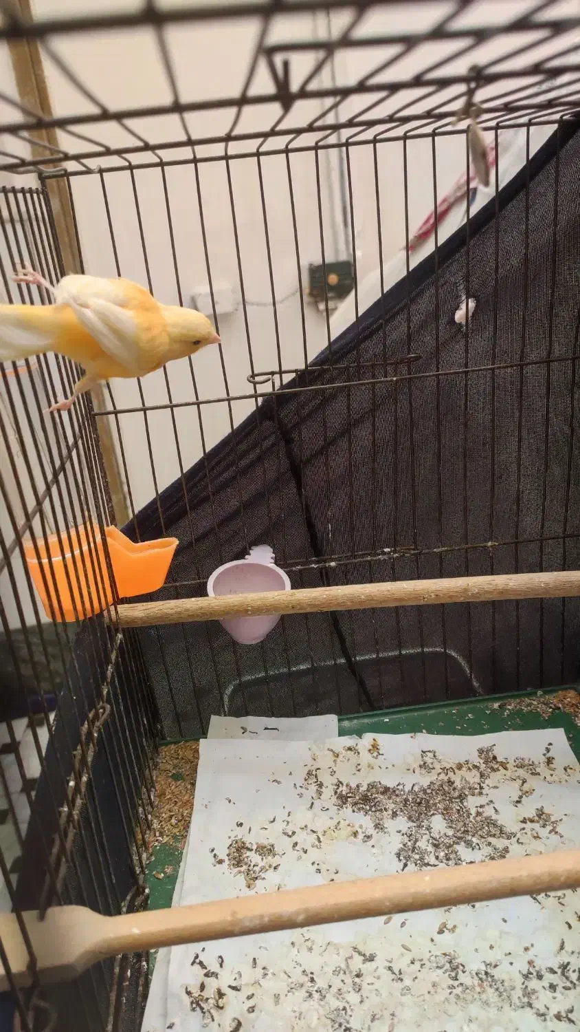 قناری نر پرتقالی سفت بخون|پرنده|قم, نیروگاه|دیوار