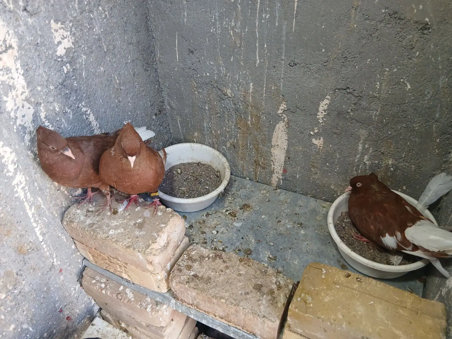 کفتر|پرنده|مشهد, هفت تیر (نه دره)|دیوار
