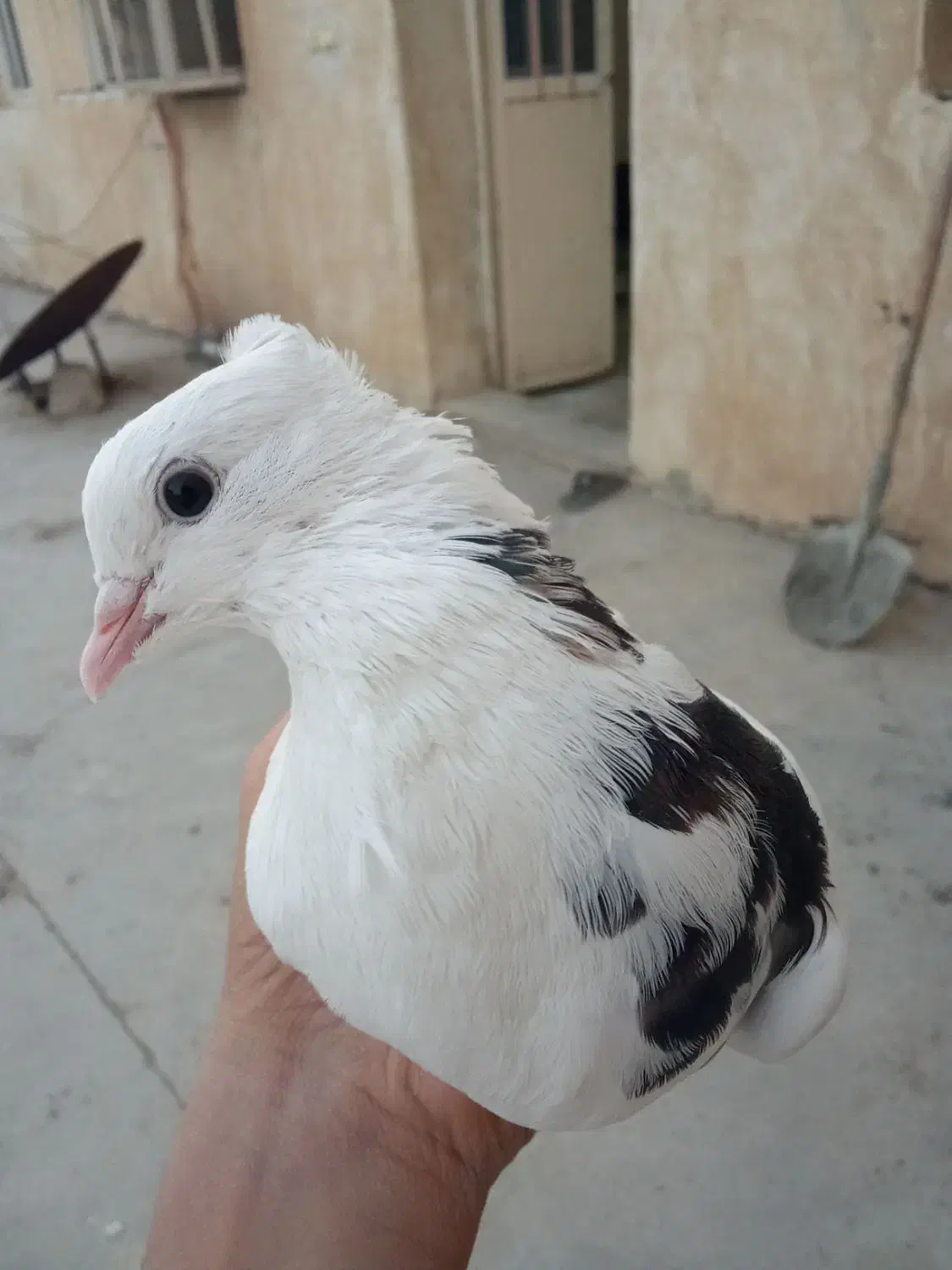 کفتر|پرنده|مسجد سلیمان, |دیوار