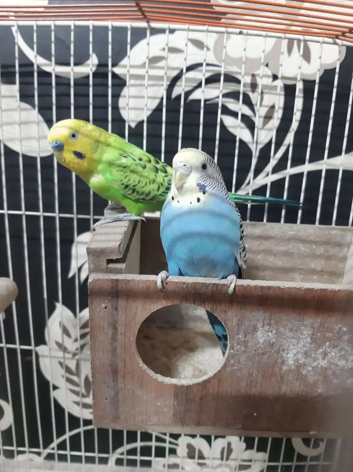 مرغ عشق|پرنده|مشهد, کوی دروی|دیوار