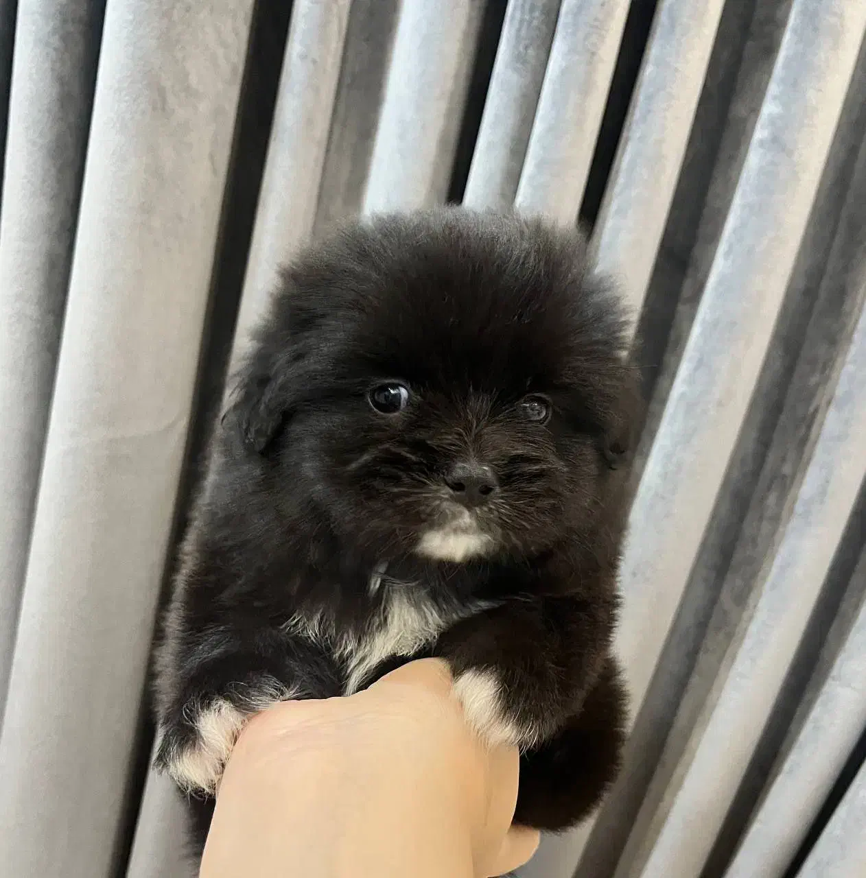 واگذاری هاپو ناز|سگ|گلبهار, شهر جدید گلبهار|دیوار