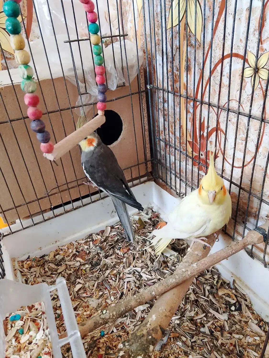 عروس هلندی|پرنده|زابل, |دیوار