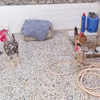 مرغ وخروس سراه خرمشهر عین دو دونی سیصدوپنجاه|حیوانات مزرعه|اهواز, عین ۲|دیوار