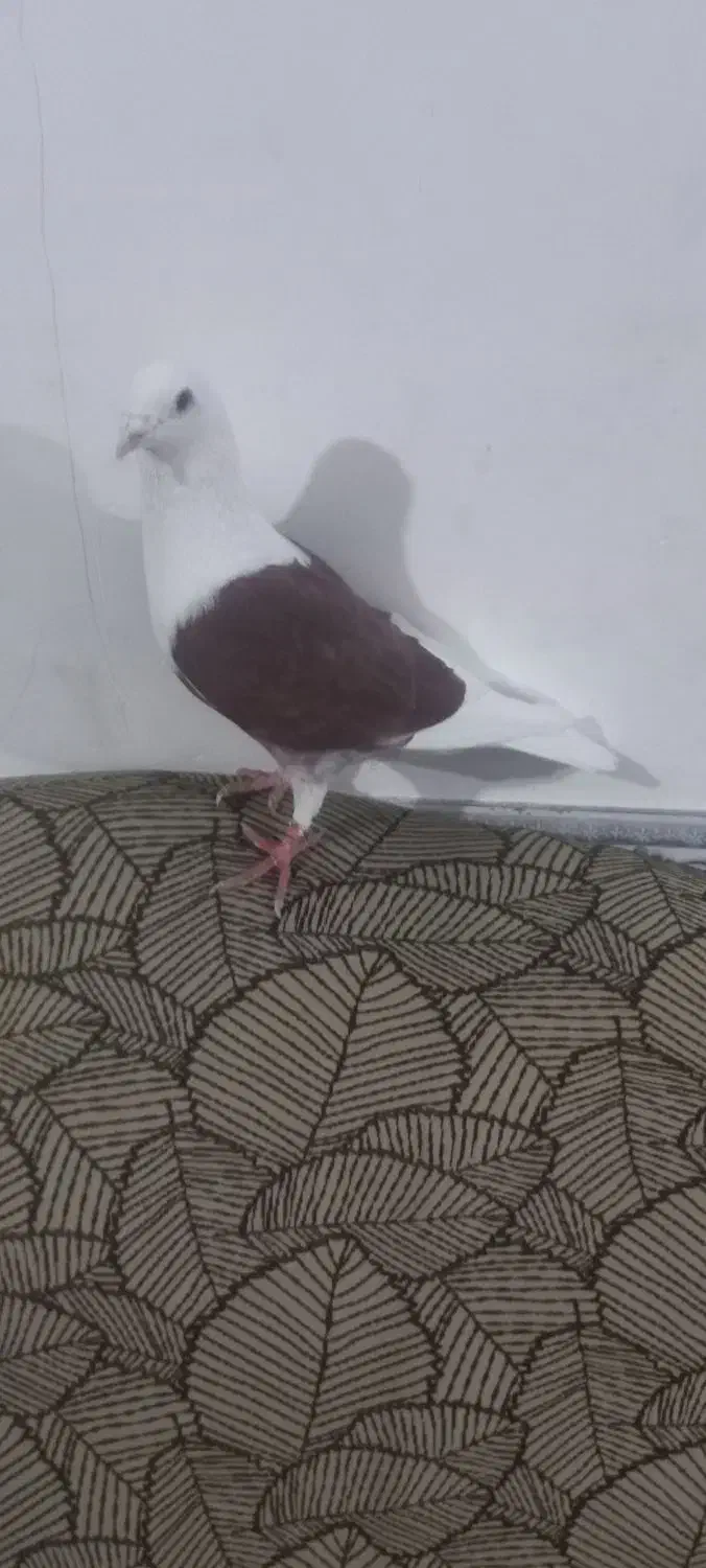 کبوتر|پرنده|بوئین زهرا, |دیوار