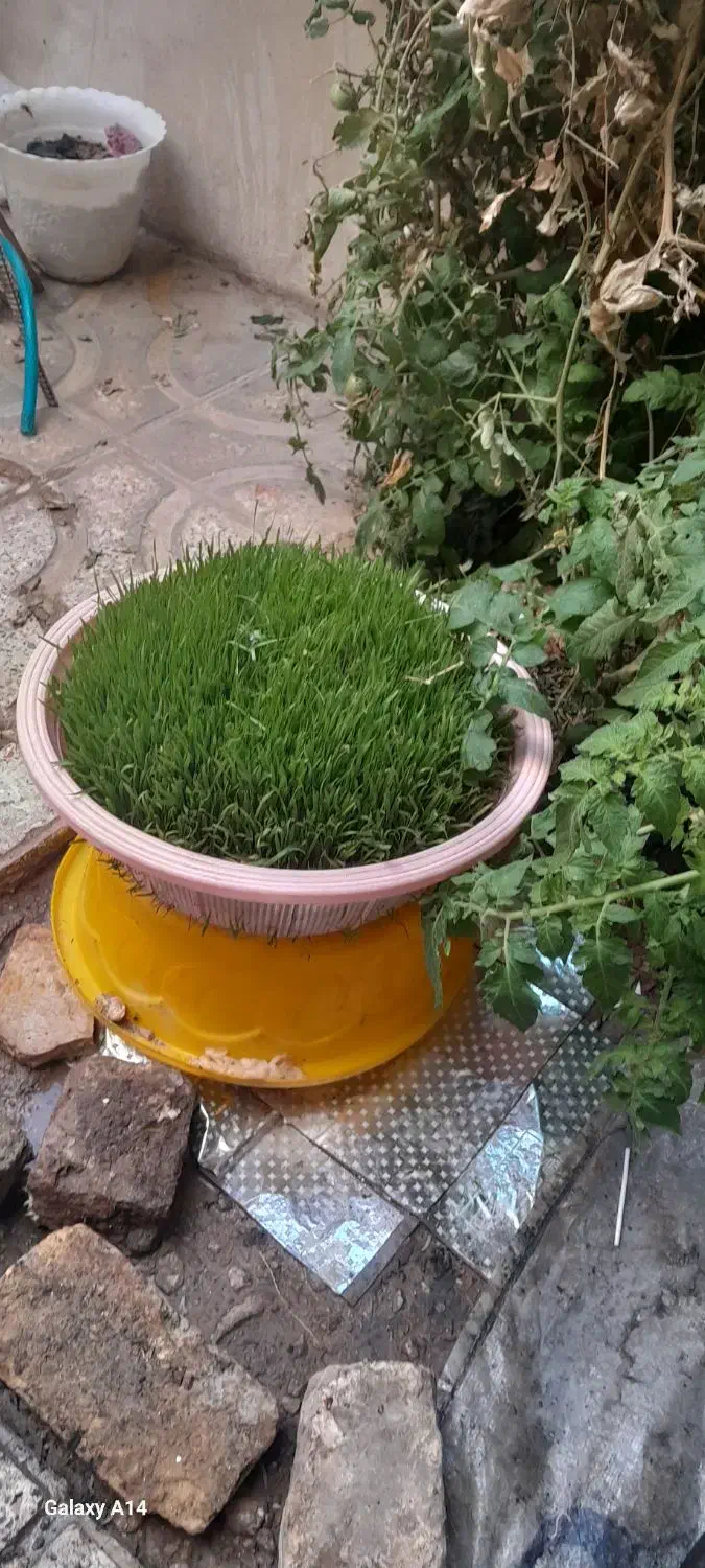 سبزه خوب و خوشگل|گل و گیاه طبیعی|نورآباد, |دیوار