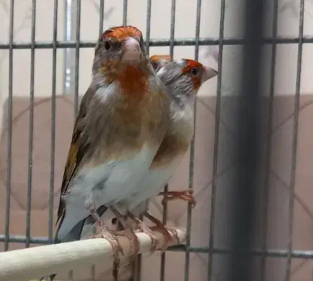 سهره قناری نشان‌دار|پرنده|اردبیل, |دیوار