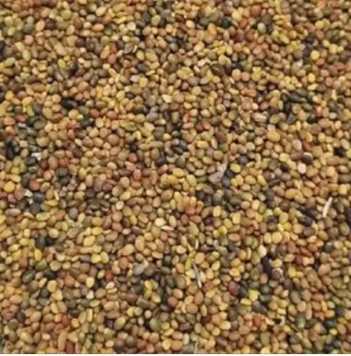 جو و تخم شبدر|خدمات باغبانی و درختکاری|شهرکرد, |دیوار