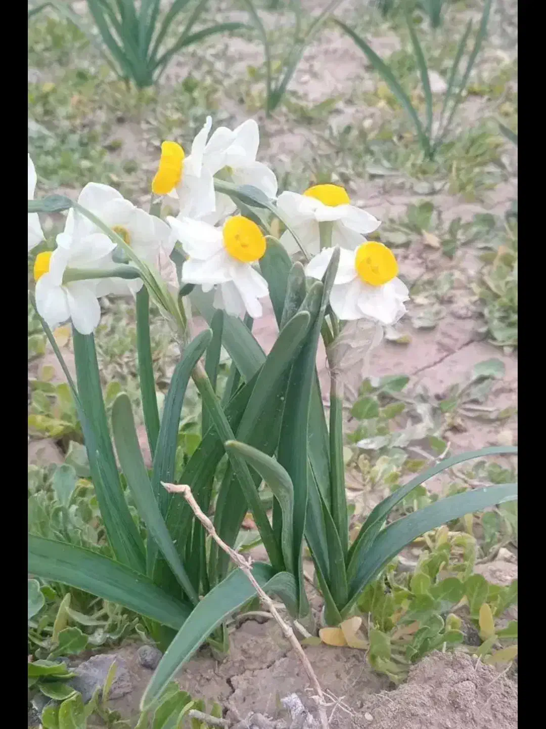 گل نرگس و پیاز گل نرگس زرد برای سال نو عمده و تک|گل و گیاه طبیعی|مرزیکلا, |دیوار