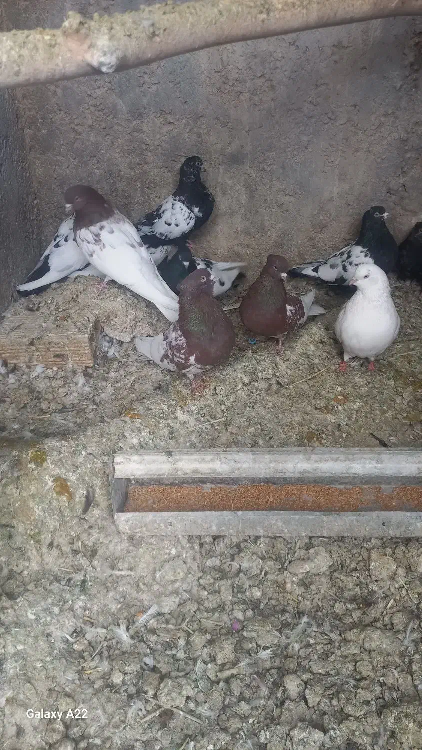 کبوتر|پرنده|اسکو, |دیوار