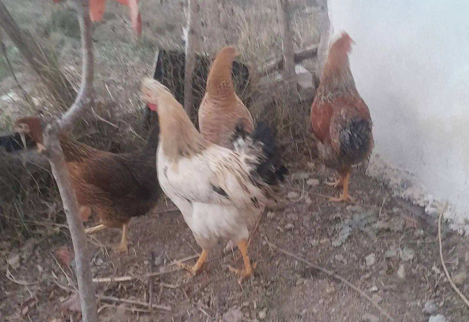 مرغ وخروس واردک|حیوانات مزرعه|نیر (اردبیل), |دیوار