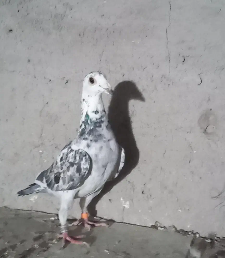 ماده سار|پرنده|بافت, |دیوار