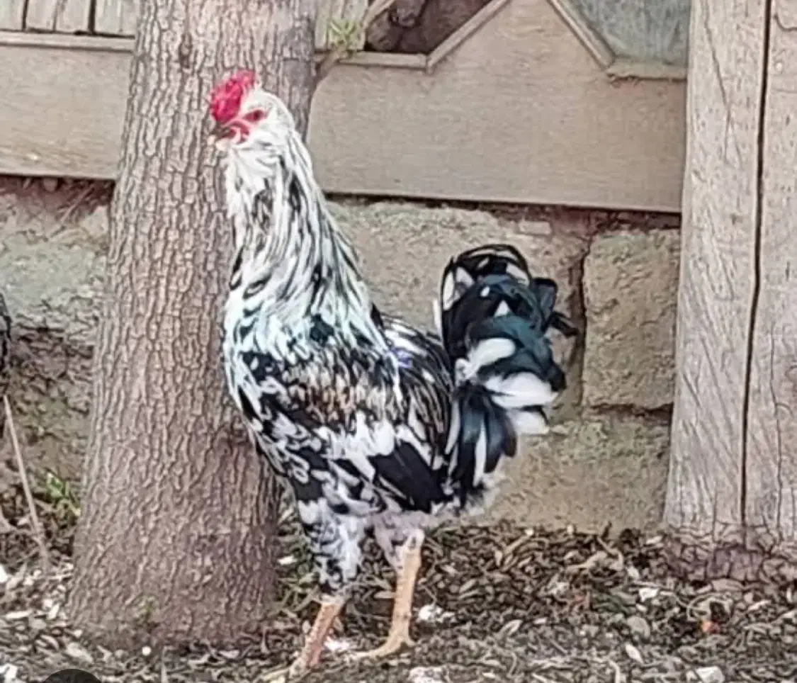 تخم نطفه دار|حیوانات مزرعه|بهبهان, |دیوار