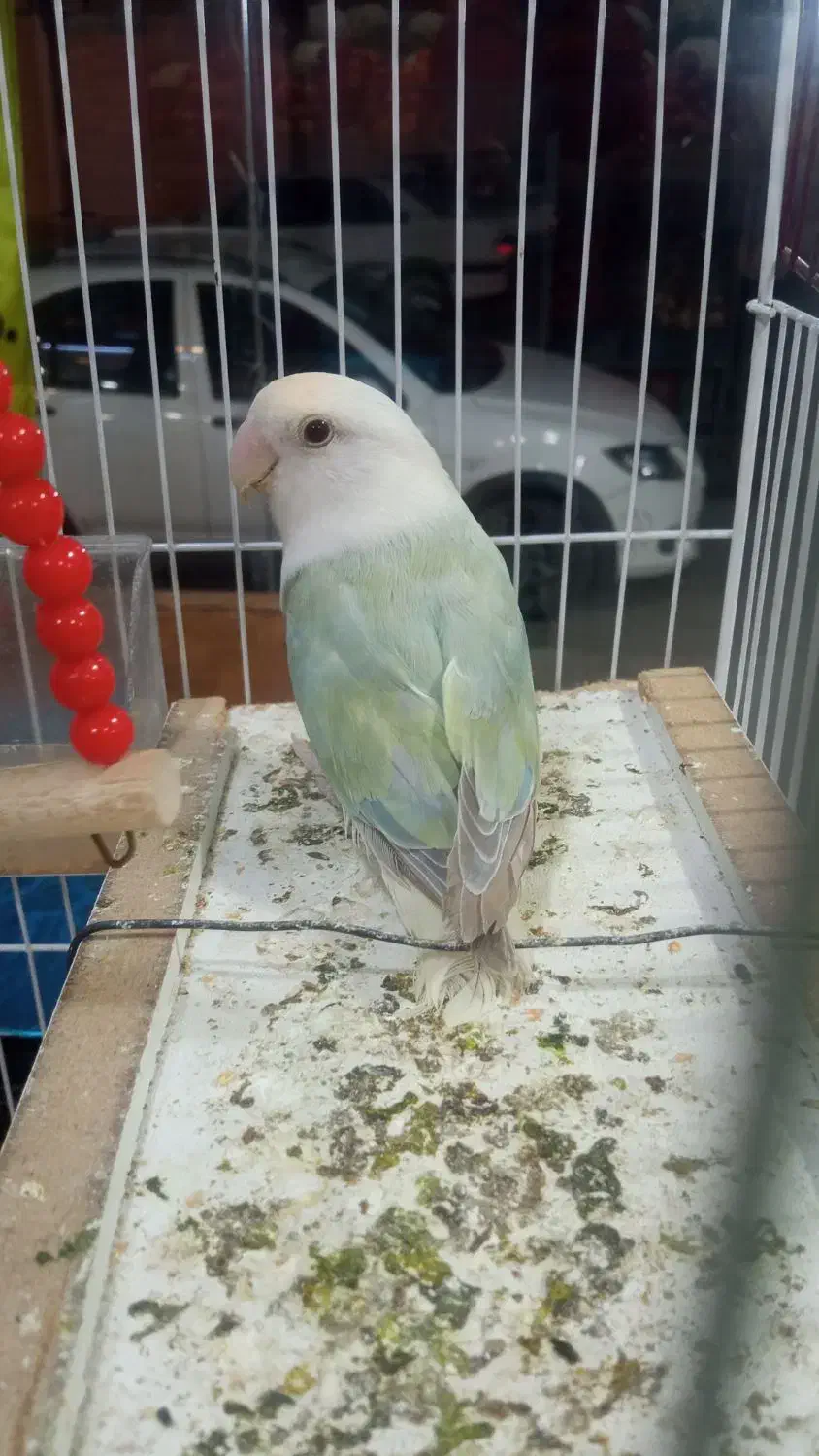 طوطی برزیلی صحیح وسالم|پرنده|بندر ماهشهر, |دیوار