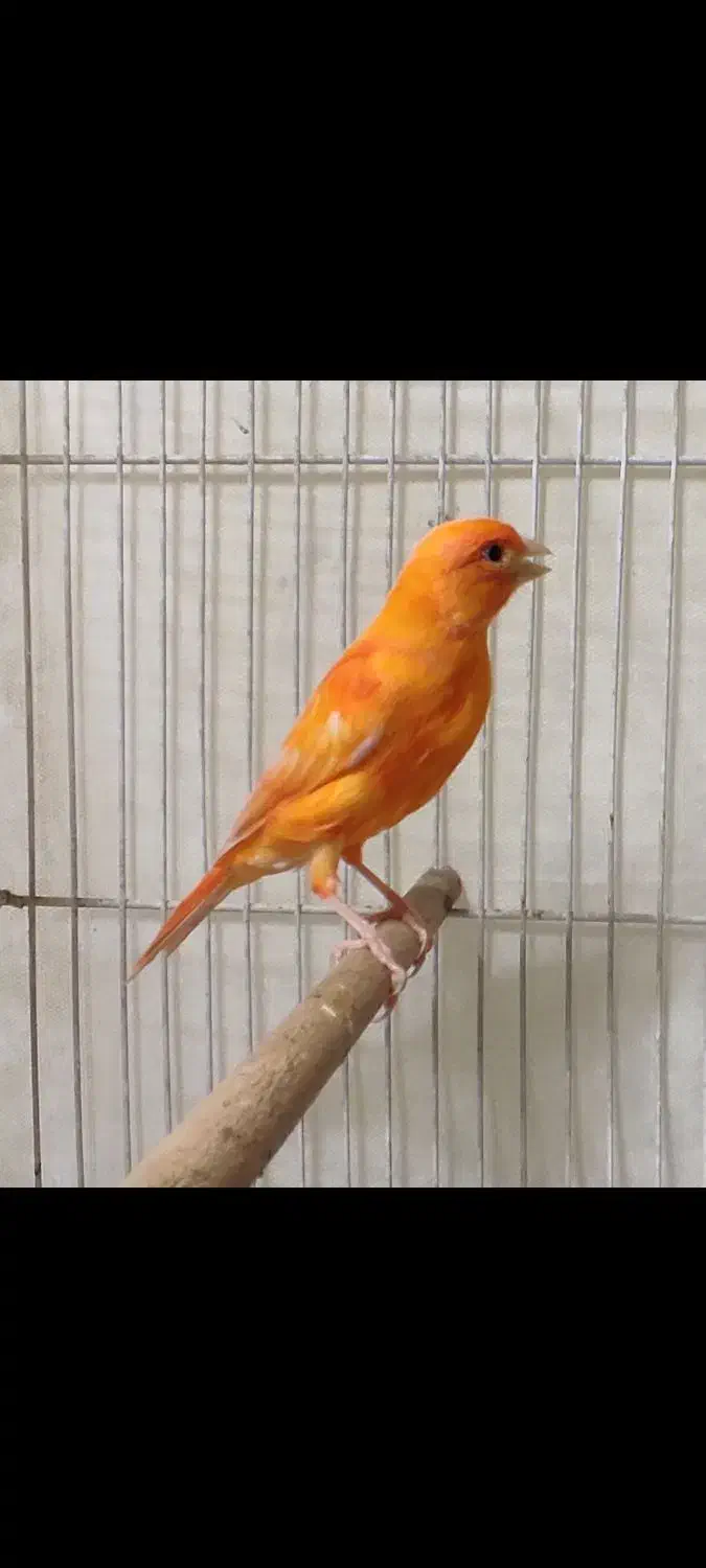 قناری نر سفید طوسی کشیده و ماده لاکی خوشکل|پرنده|صدرا-فارس, فاز ۱|دیوار