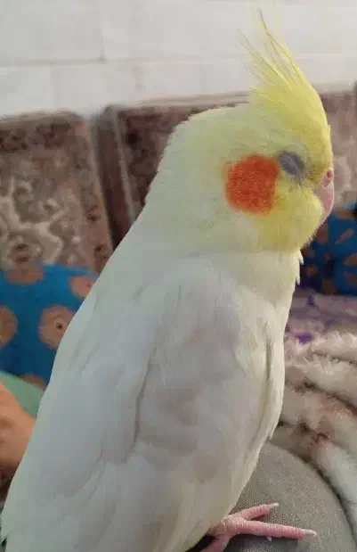 گمشده|حیوانات|قم, قلعه کامکار|دیوار