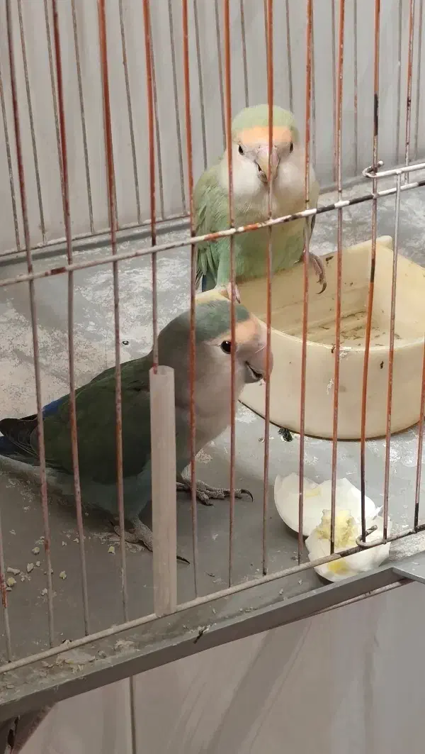 جفت مولد|پرنده|اندیمشک, |دیوار