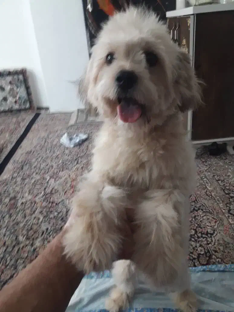 پودل مالتیز 11ماهه قیمت ۱ ملییون|سگ|پیشوا, |دیوار