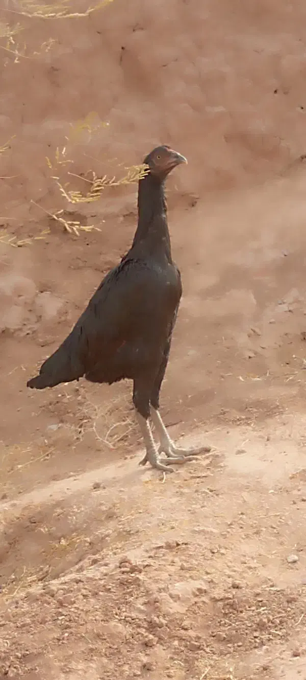 مرغ لاری|حیوانات مزرعه|تربت جام, میان جام|دیوار