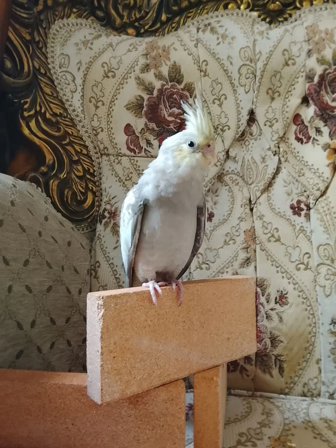 پرنده|پرنده|تهران, قیام|دیوار