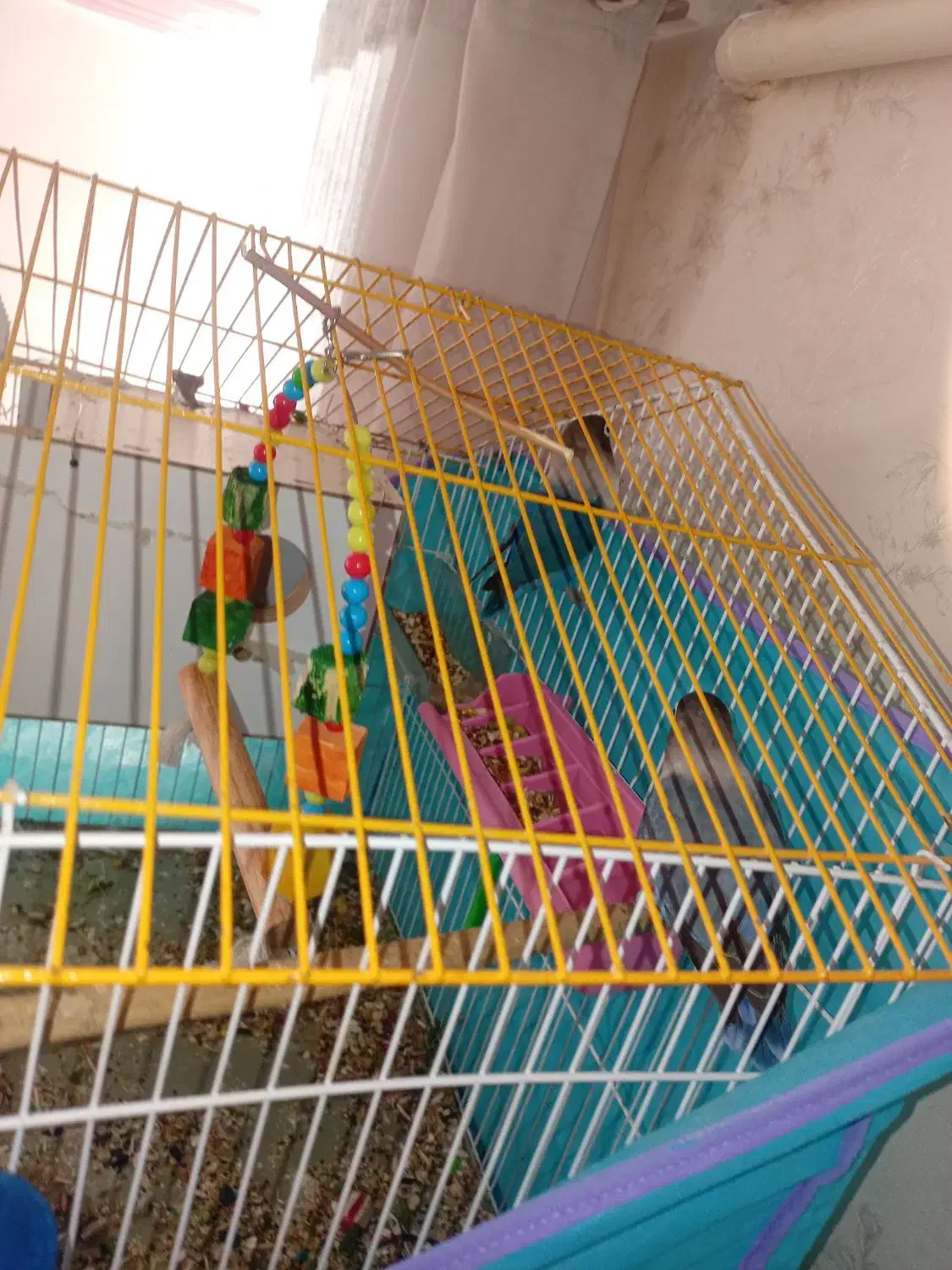 طوطی کوتوله|پرنده|بم, |دیوار