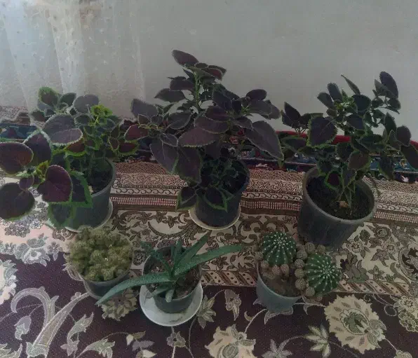 گلها|گل و گیاه طبیعی|مرند, |دیوار