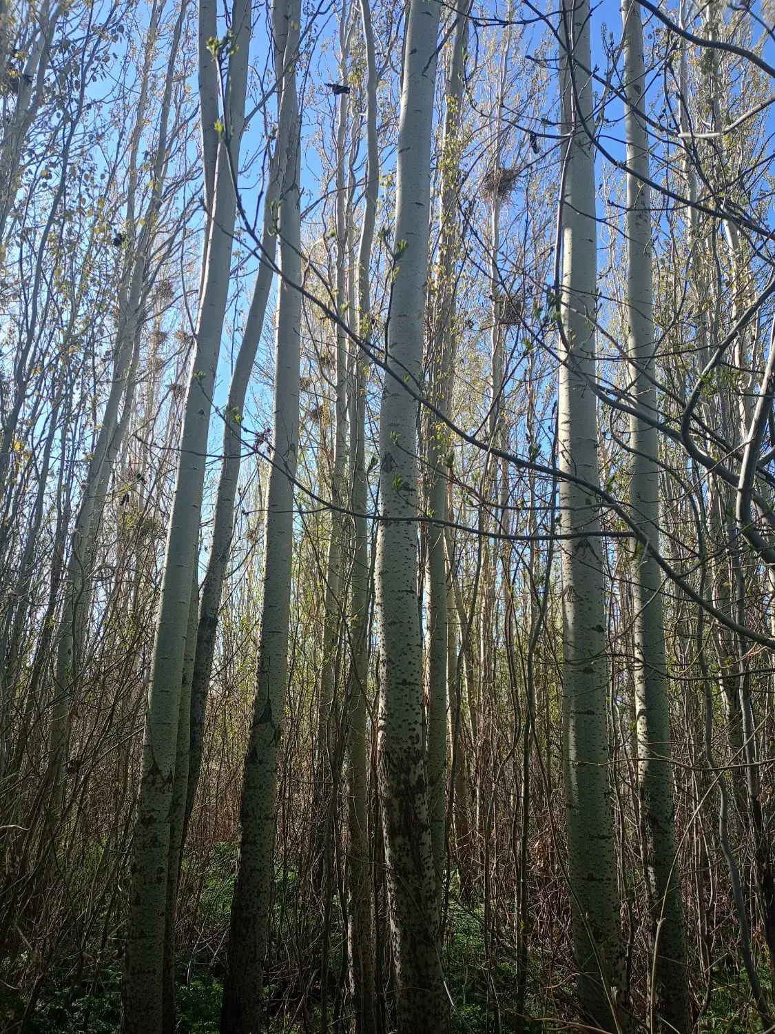 خرید انواع چوب|خدمات باغبانی و درختکاری|خمین, |دیوار