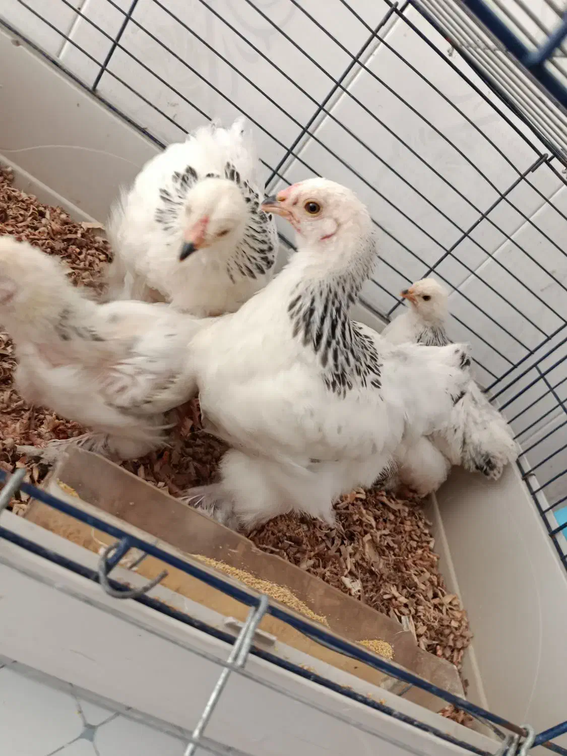 برهما|حیوانات مزرعه|مرند, |دیوار