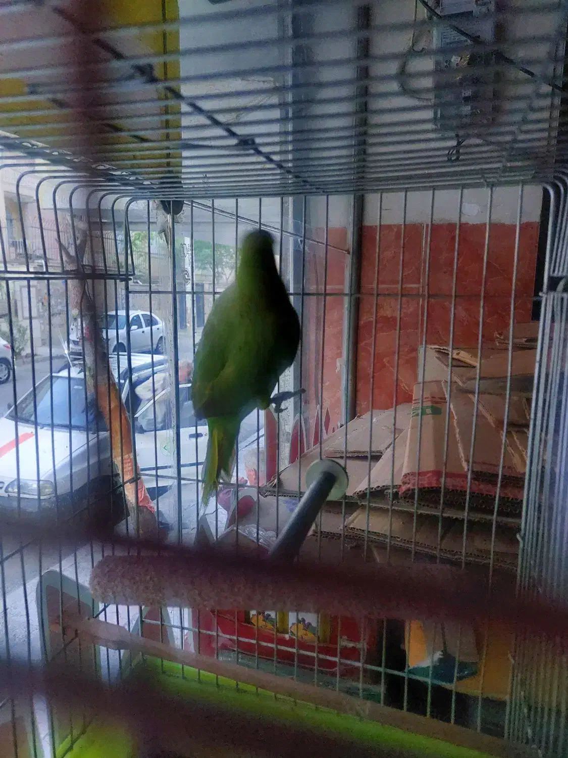 گمشده طوطی|پرنده|ملارد, |دیوار