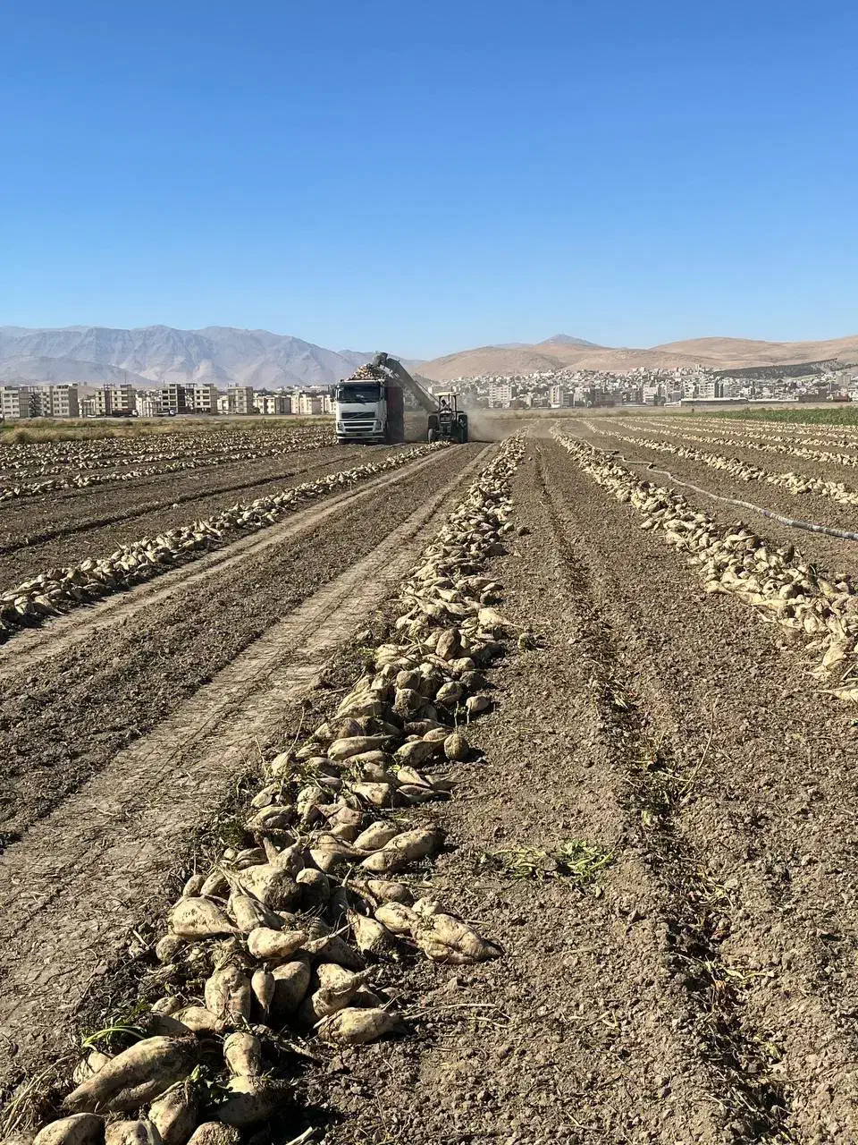 خرید چغندر|خدمات باغبانی و درختکاری|بیستون, |دیوار