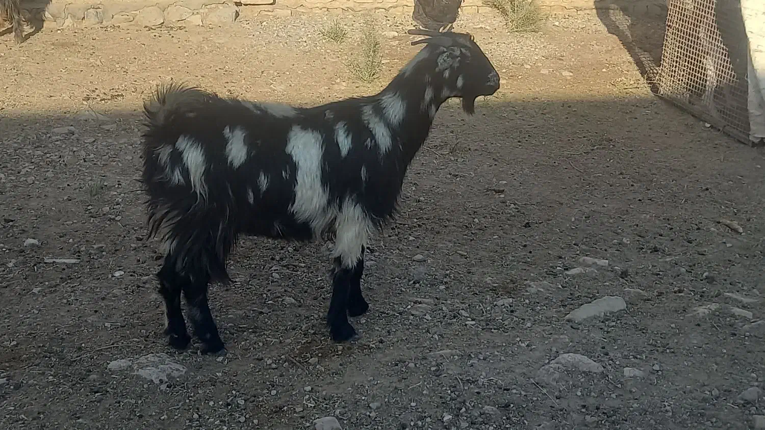 بز داشتی آبستن|حیوانات مزرعه|مرودشت, پشت سایپا|دیوار