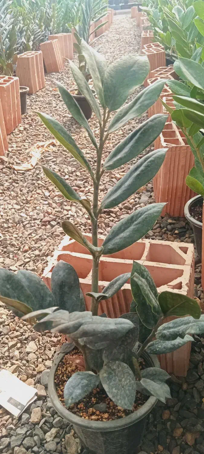 فروش گل گیاه در گلخانه|گل و گیاه طبیعی|فاضل آباد, |دیوار