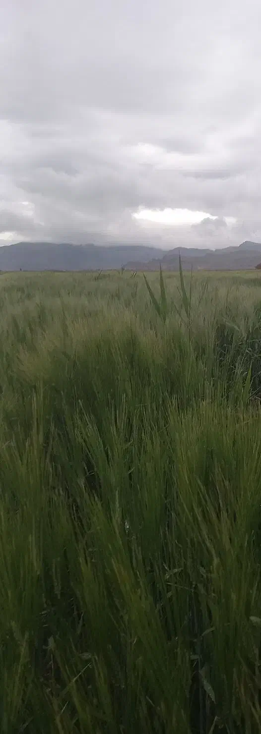 زمین|فروش دفتر صنعتی، کشاورزی، تجاری|مرودشت, بیست متری بیمارستان|دیوار