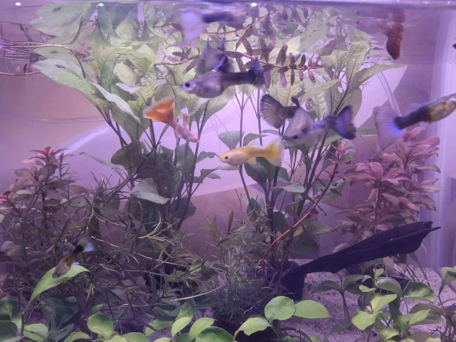 ماهی گوپی مولد ۲ بند|ماهی|تهران, امام زاده عبدالله|دیوار